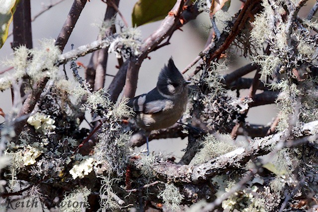 Gray-crested Tit - ML616807576