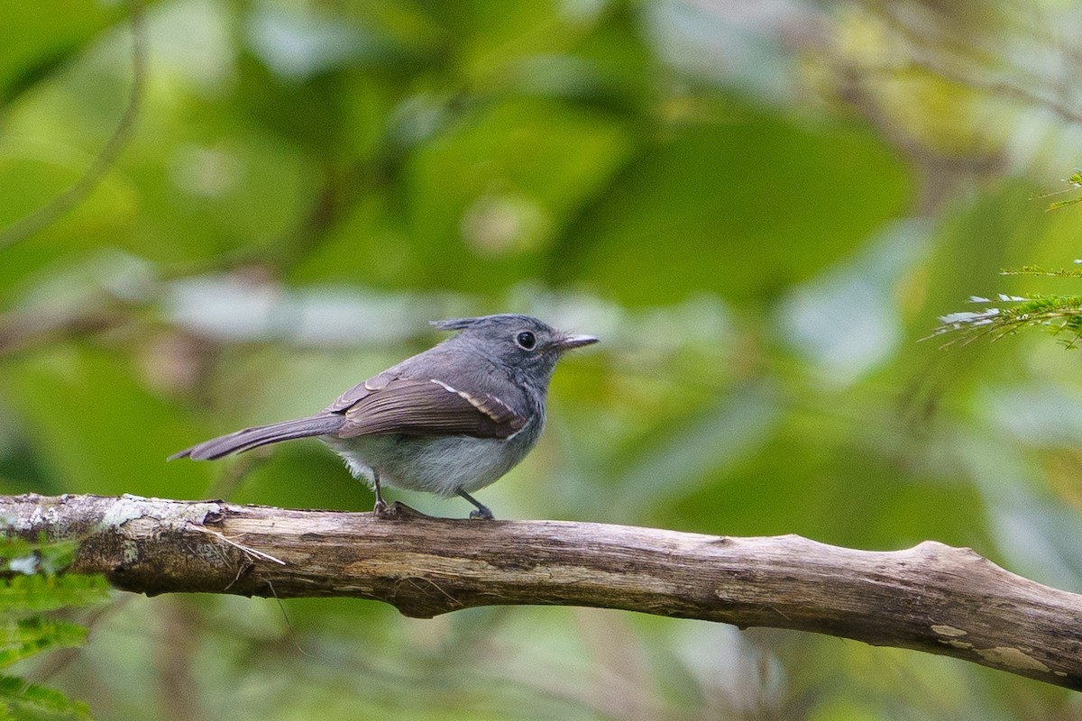 African Crested Flycatcher - ML616807639