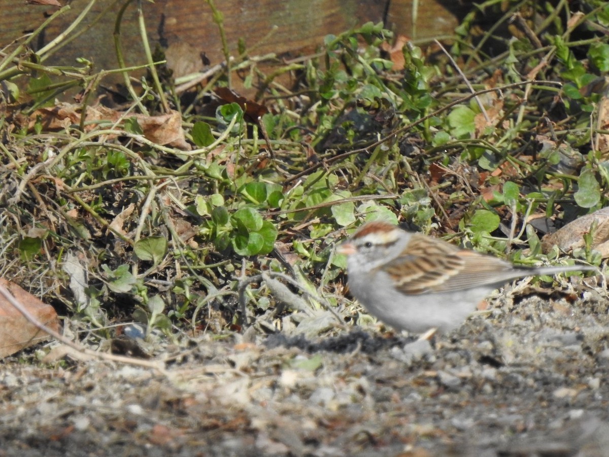 Chipping Sparrow - ML616807648