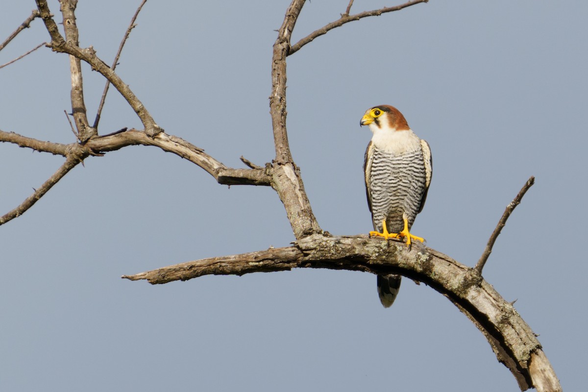 Red-necked Falcon - ML616807667