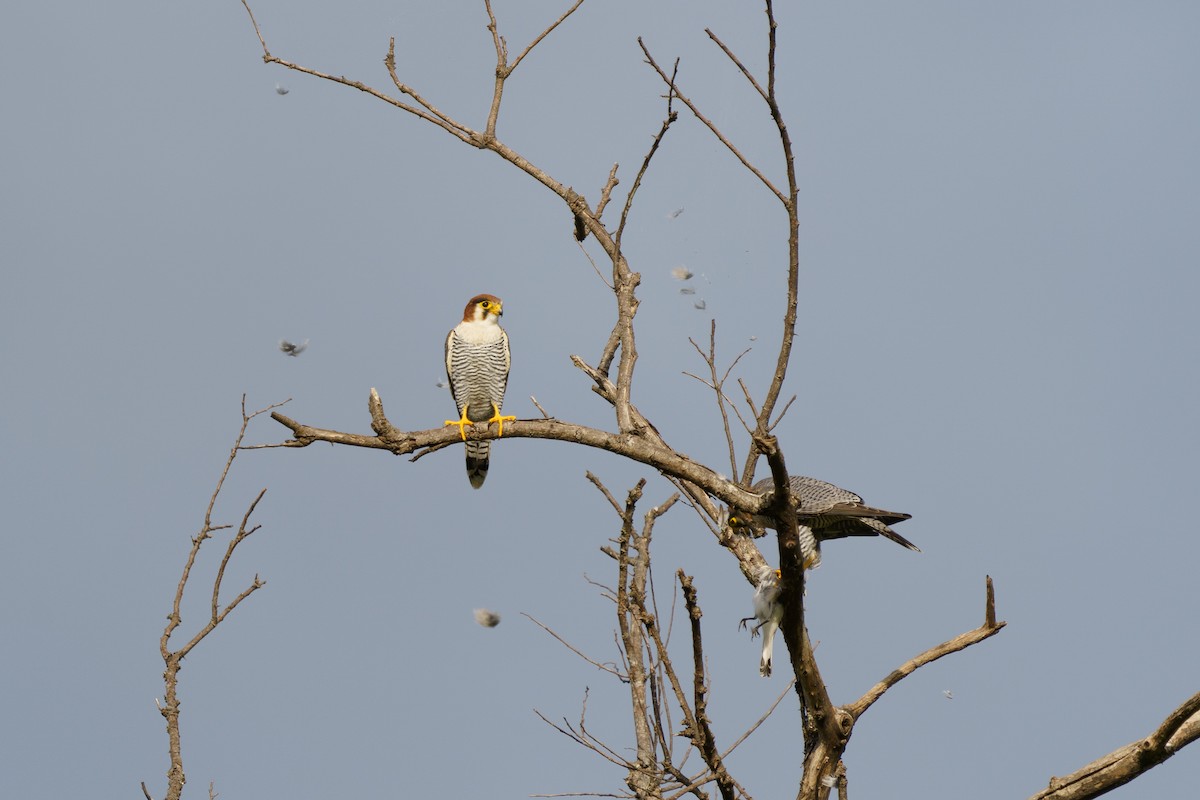 Red-necked Falcon - ML616807668