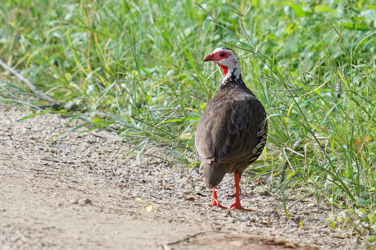 Red-necked Spurfowl - ML616807705