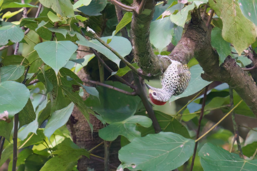 Green-backed Woodpecker (Spot-backed) - ML616807710