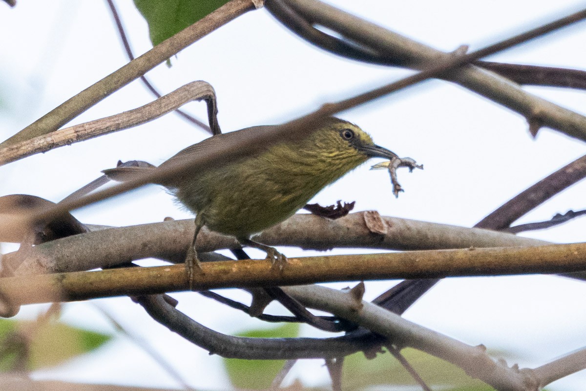 Pin-striped Tit-Babbler - Uday Agashe