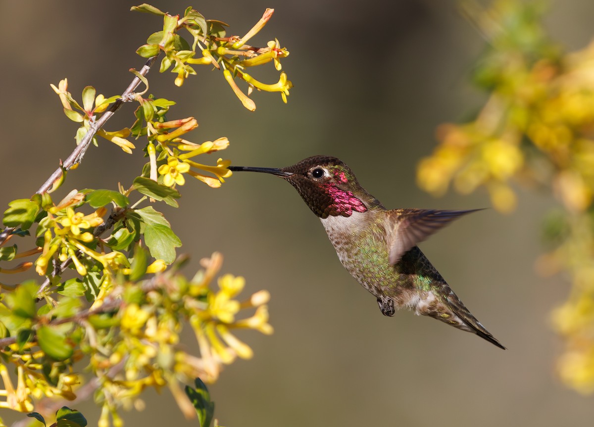 Anna's Hummingbird - Chezy Yusuf