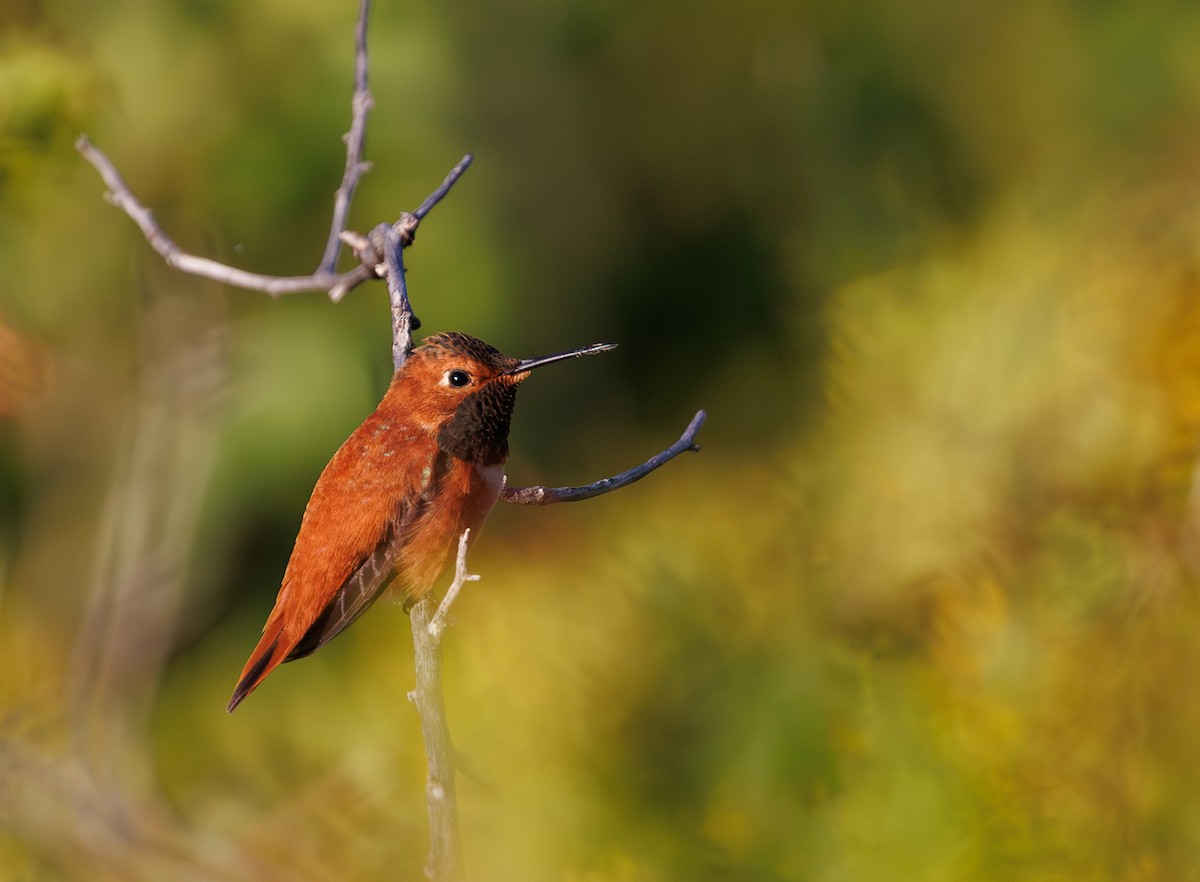 Rufous Hummingbird - ML616808165