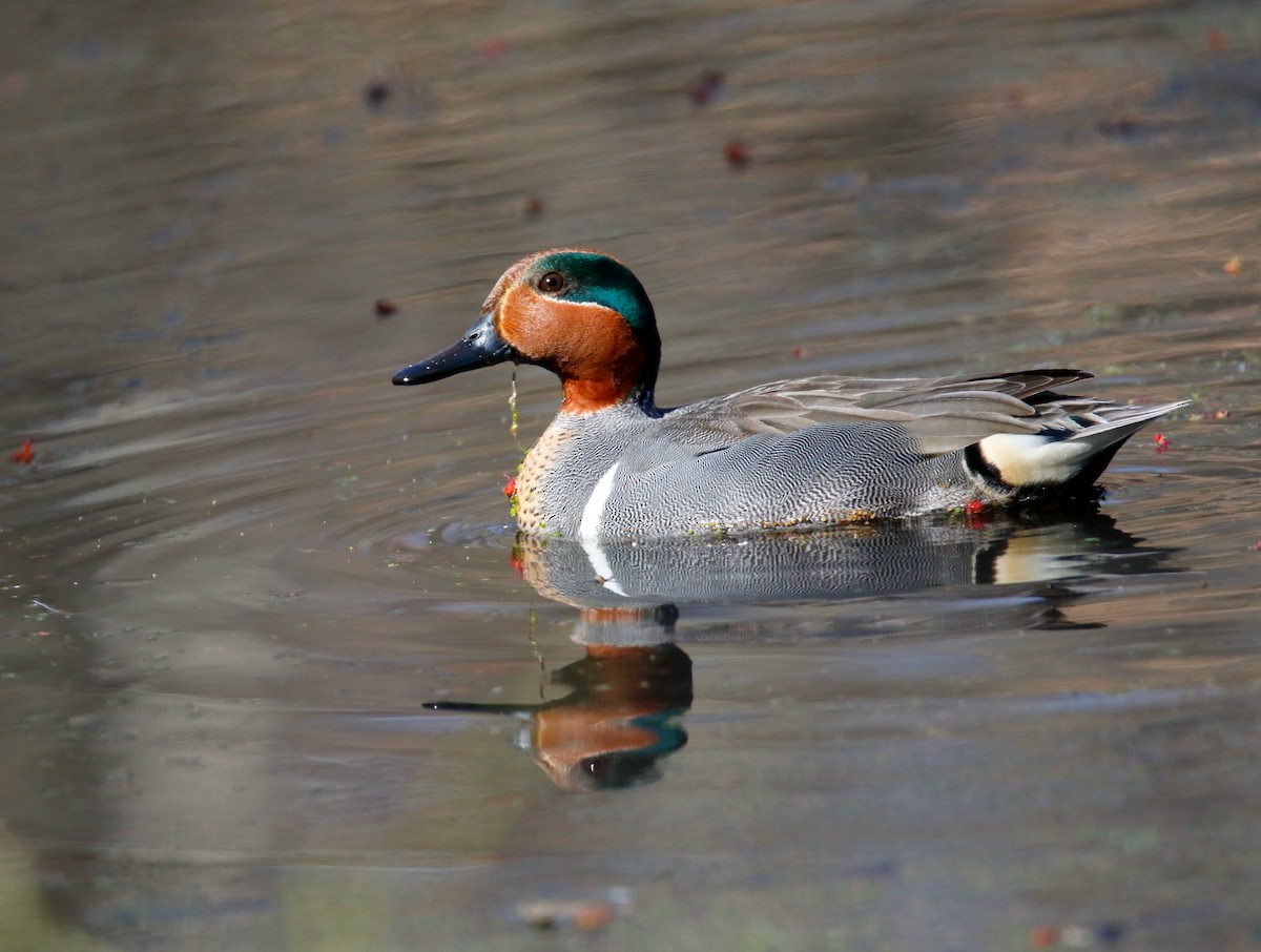 Green-winged Teal - ML616808215