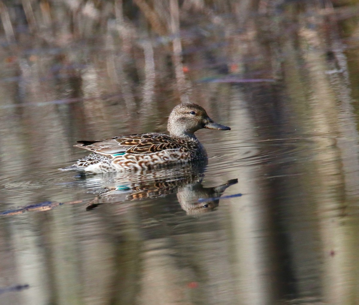 Green-winged Teal - ML616808219