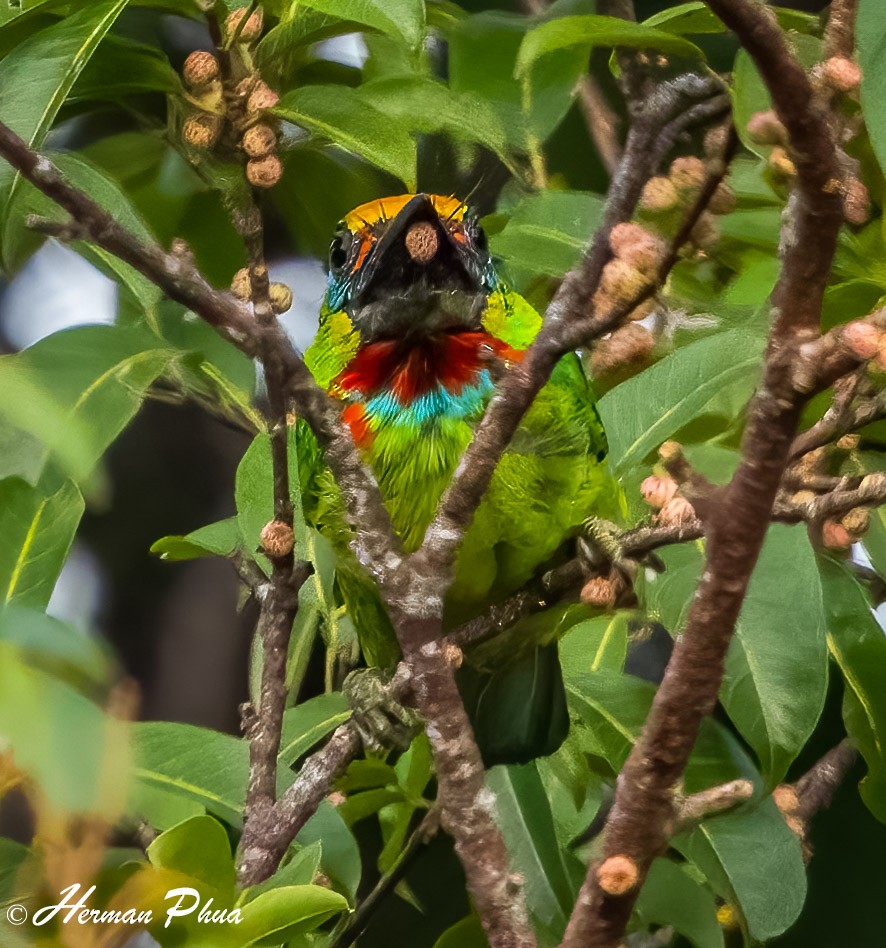 Red-throated Barbet - ML616808249