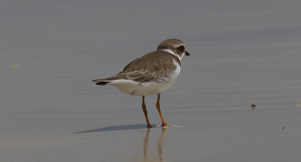 Semipalmated Plover - ML616808276