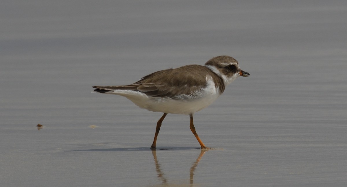 Semipalmated Plover - Alf forbes
