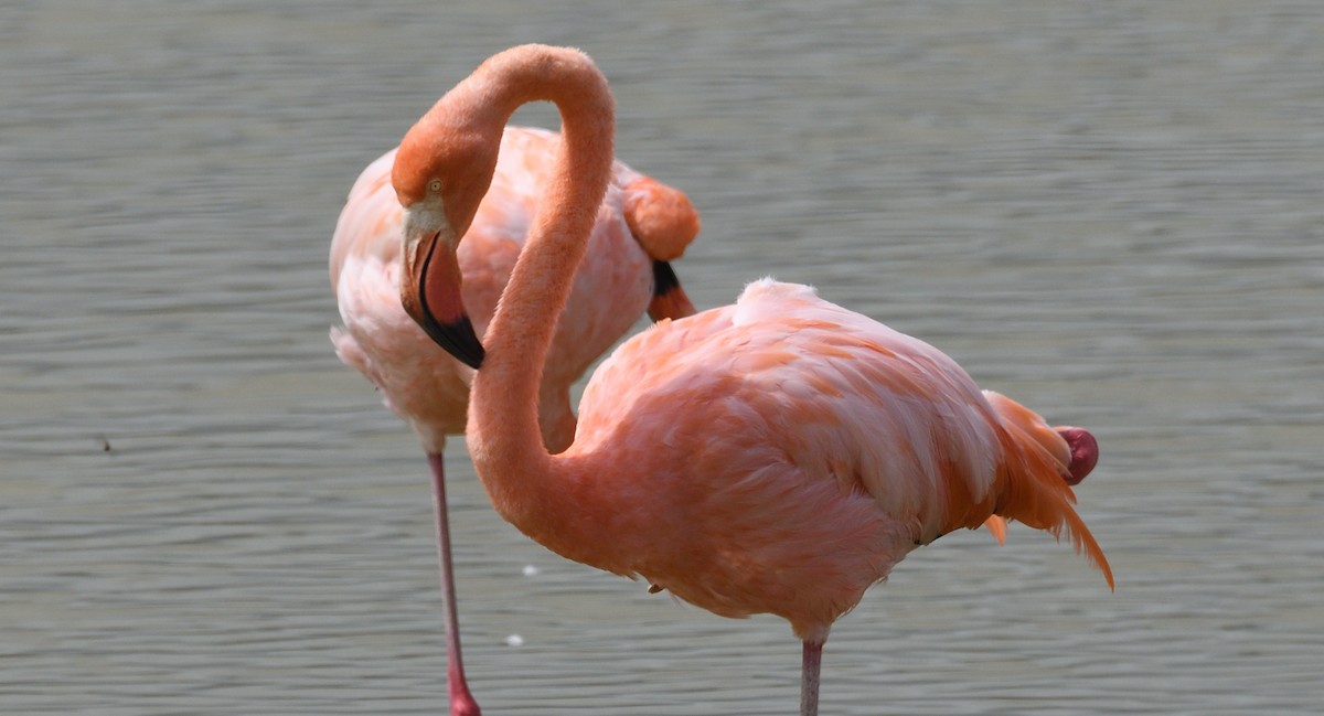 American Flamingo - ML616808279