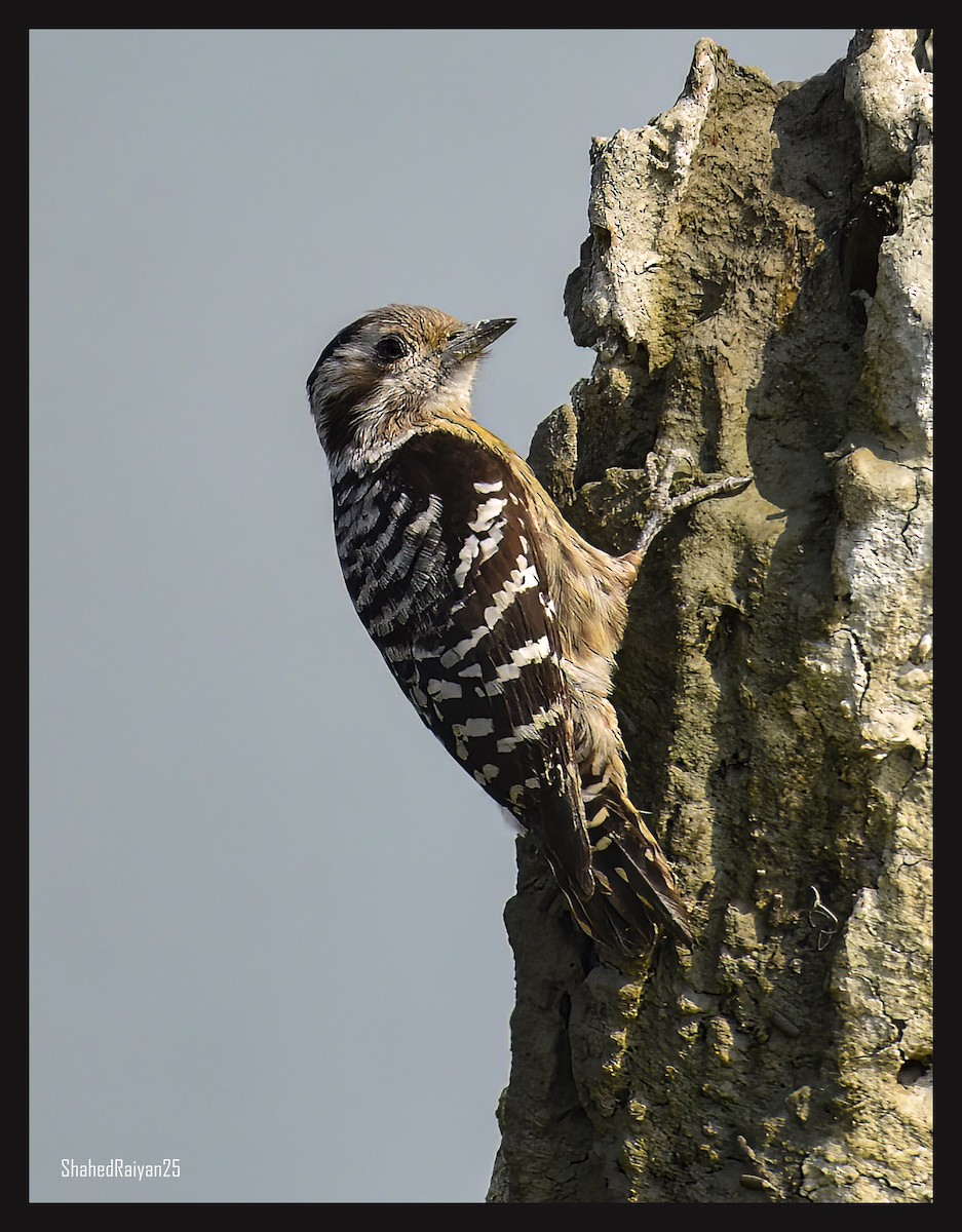 Gray-capped Pygmy Woodpecker - ML616808495