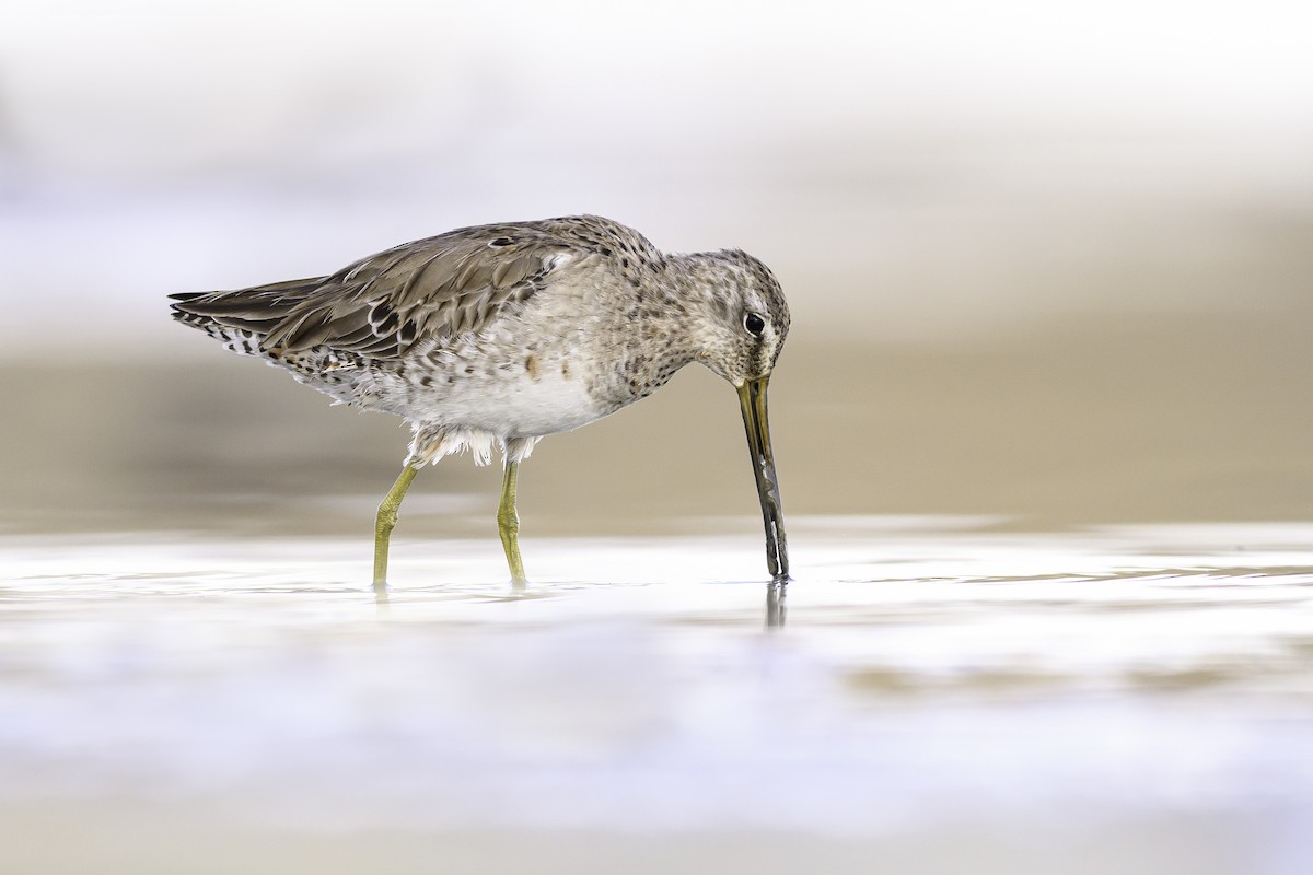 Long-billed Dowitcher - ML616808549
