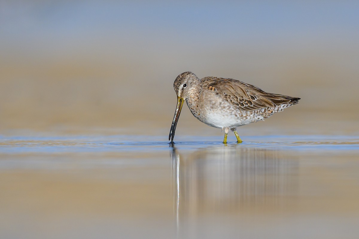 Long-billed Dowitcher - ML616808550