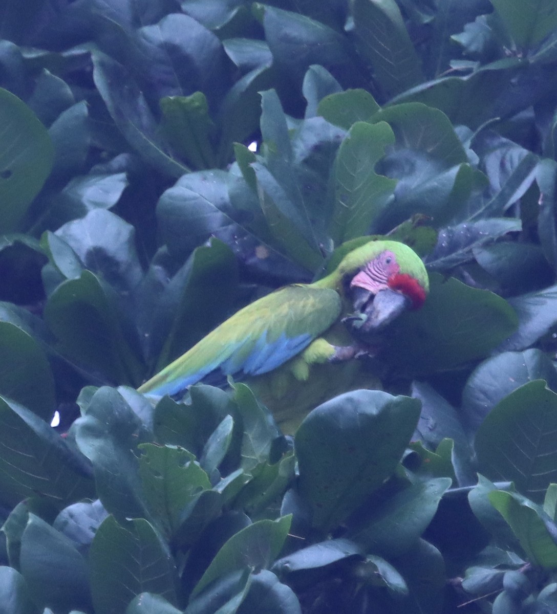 Great Green Macaw - ML616808695