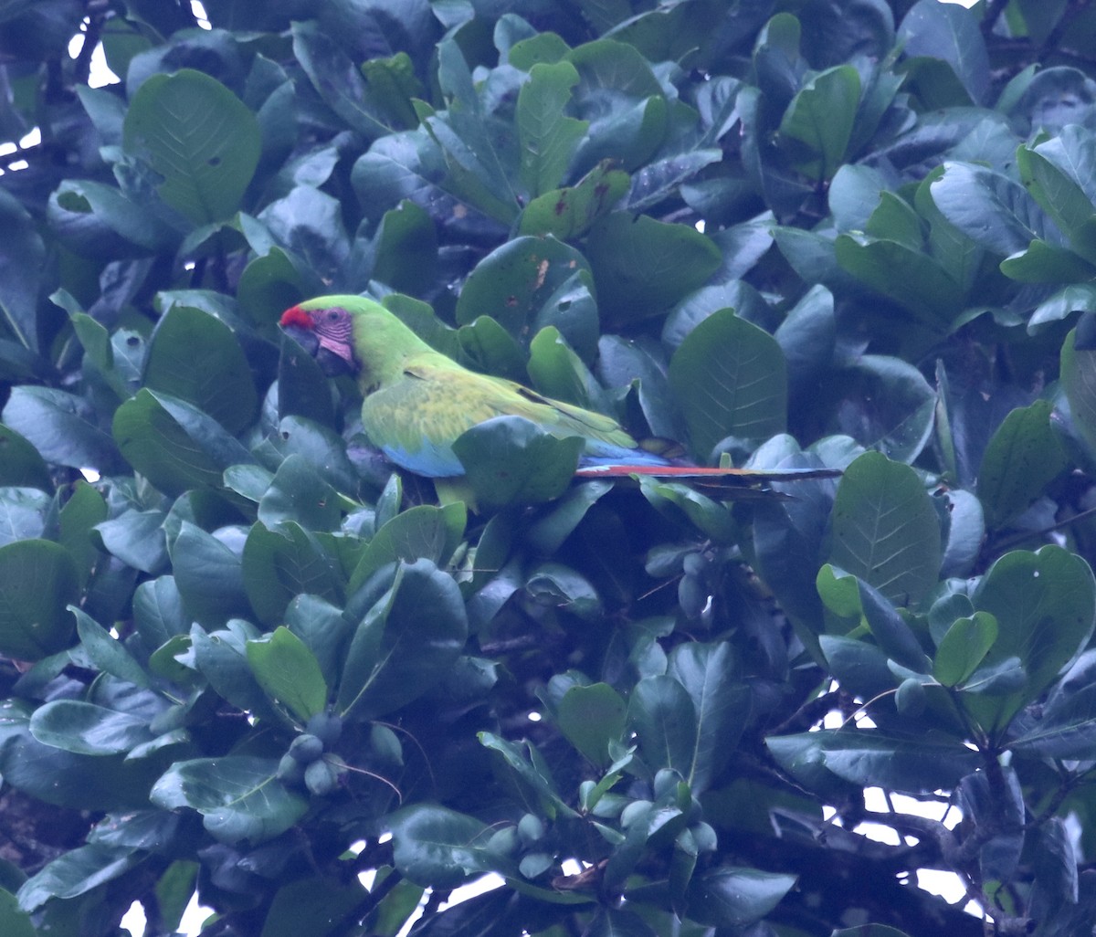 Great Green Macaw - ML616808696