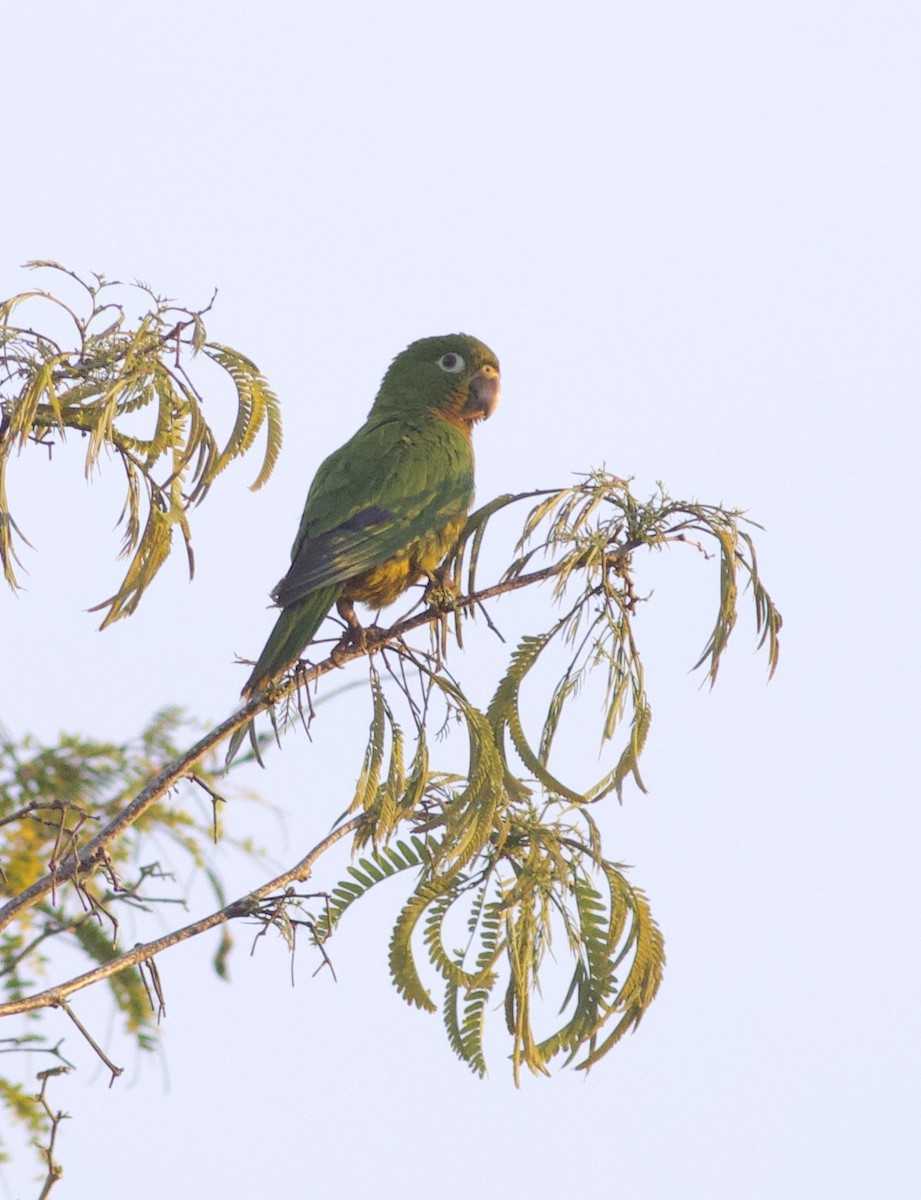 Olive-throated Parakeet - ML616808702