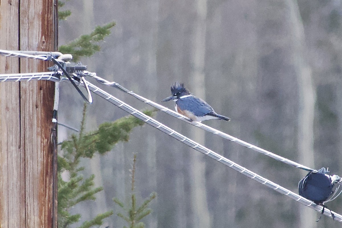 Belted Kingfisher - ML616808922