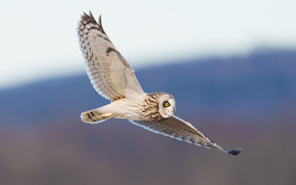 Short-eared Owl - ML616809016