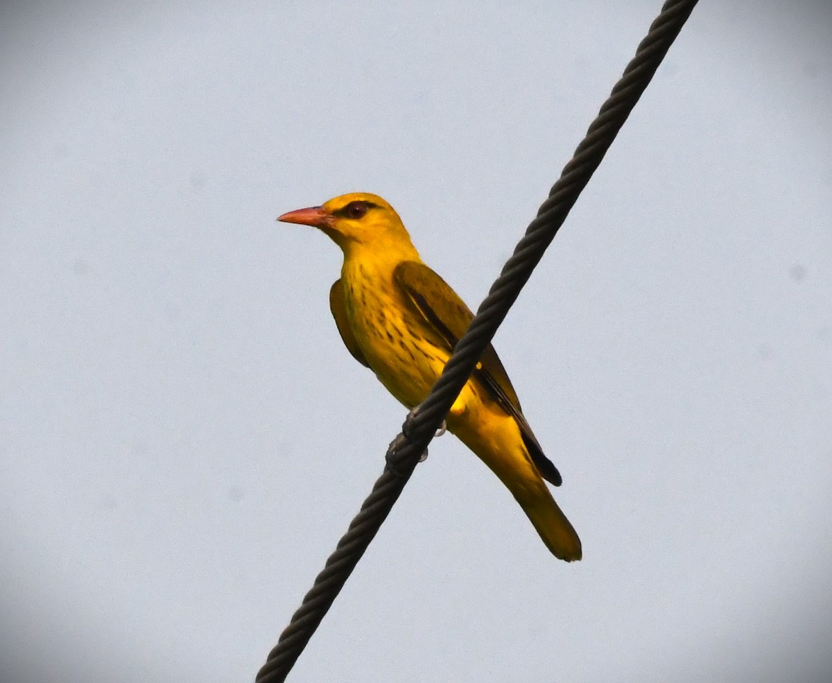 Indian Golden Oriole - ML616809096