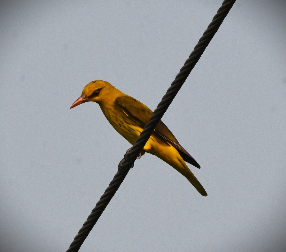 Indian Golden Oriole - ML616809098