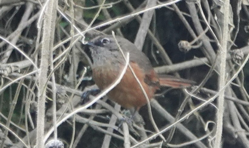 Russet-bellied Spinetail - ML616809243