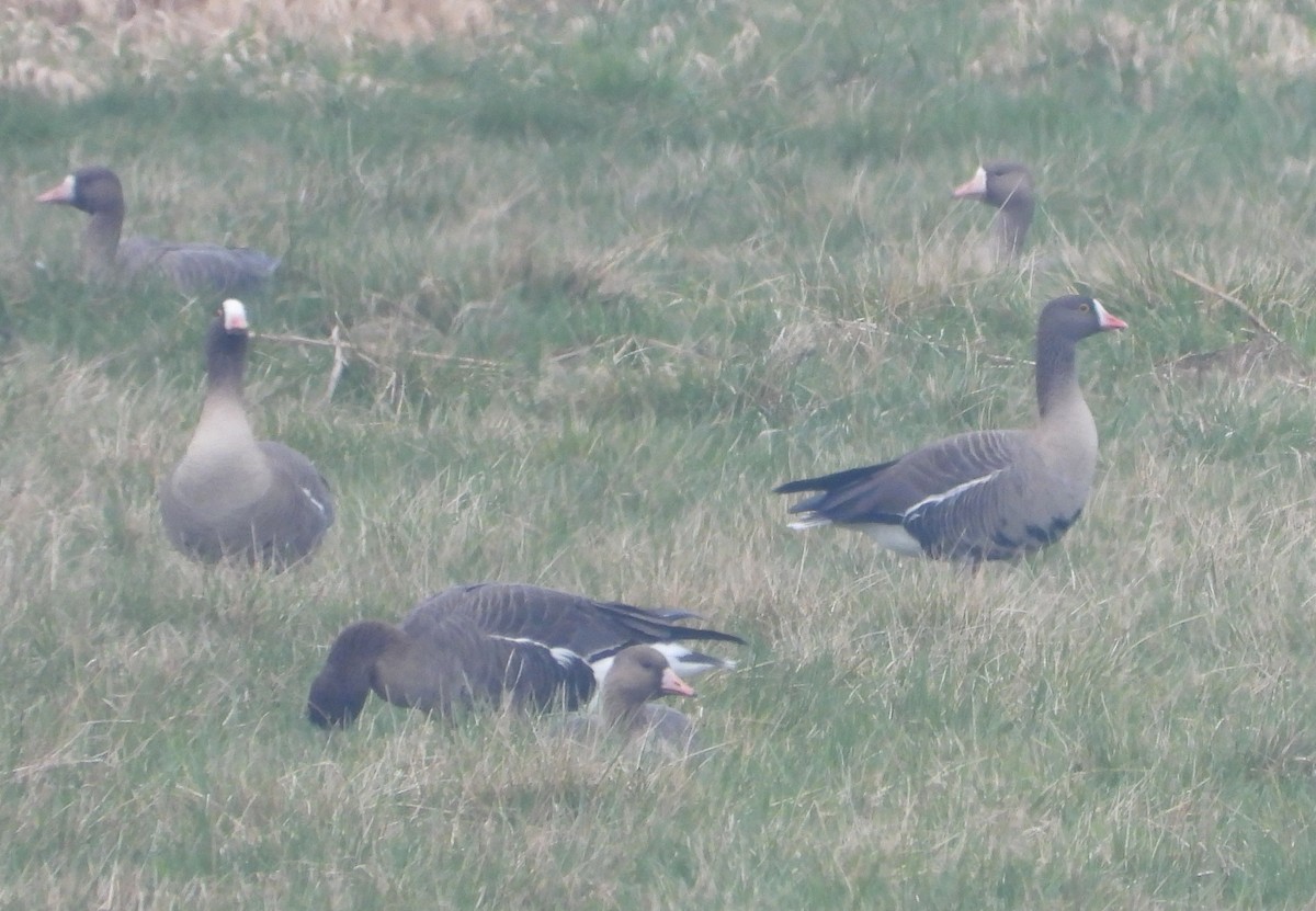 Lesser White-fronted Goose - ML616809249