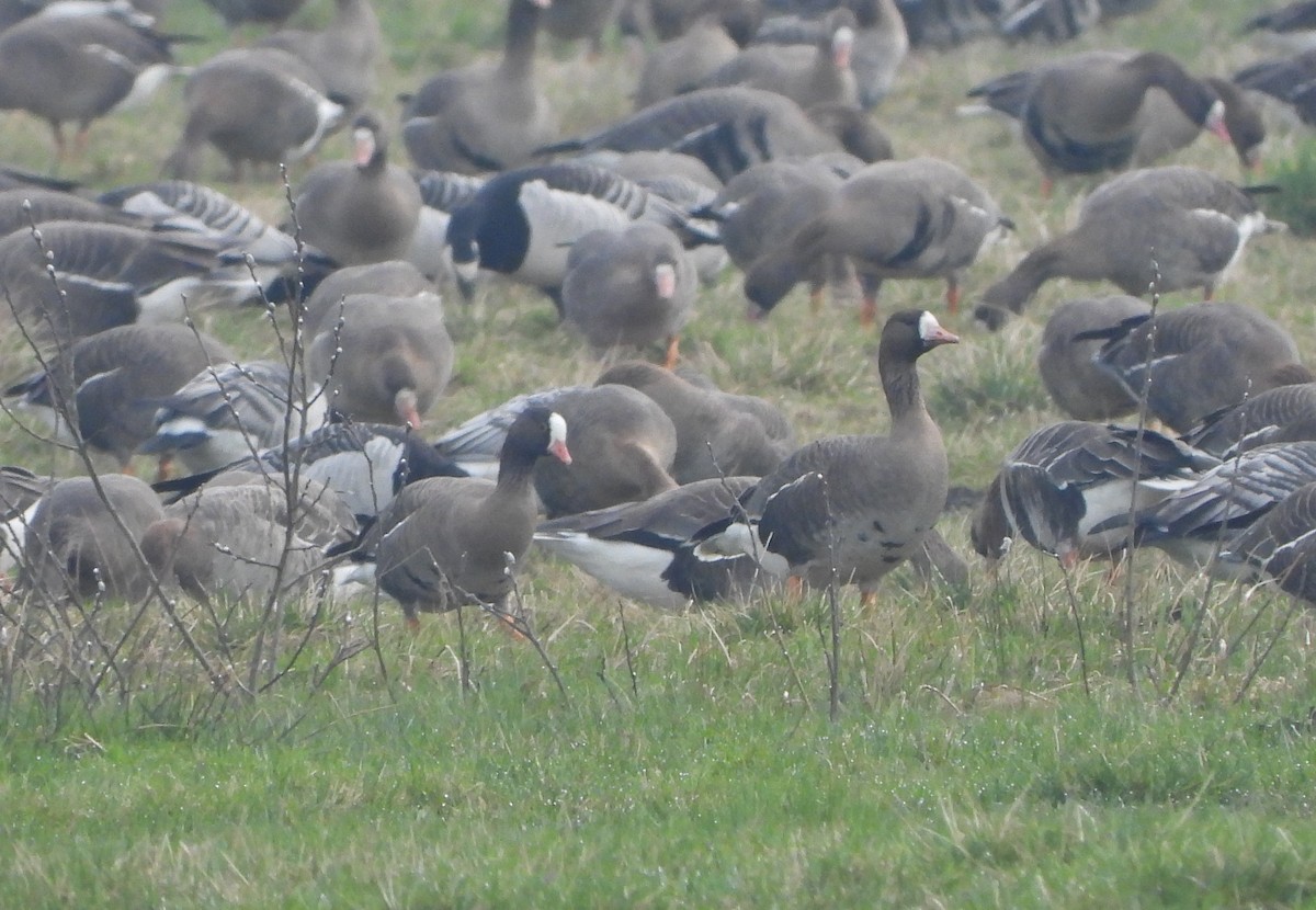 Lesser White-fronted Goose - ML616809250