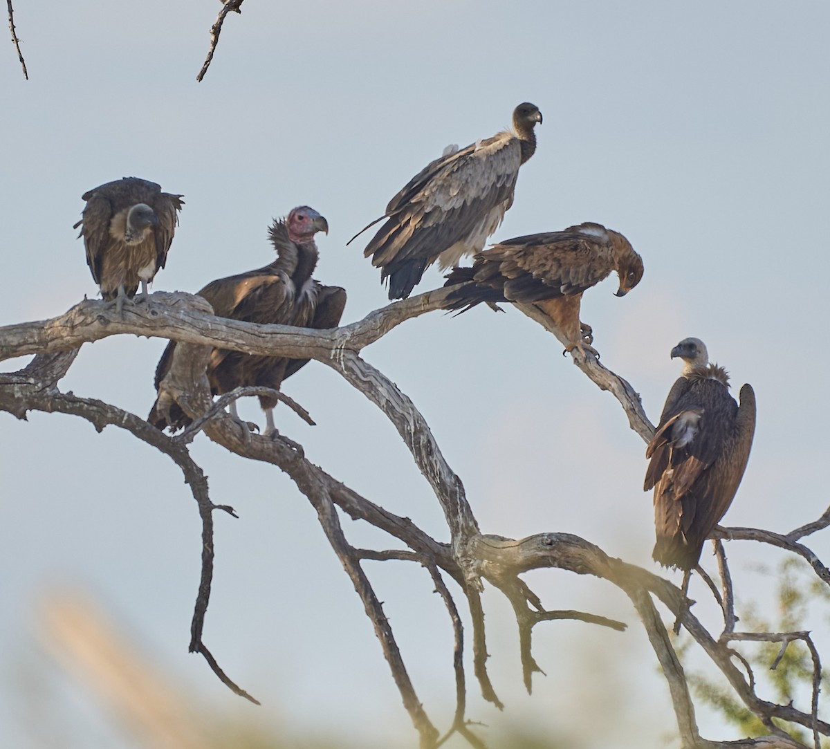 Lappet-faced Vulture - ML616809285
