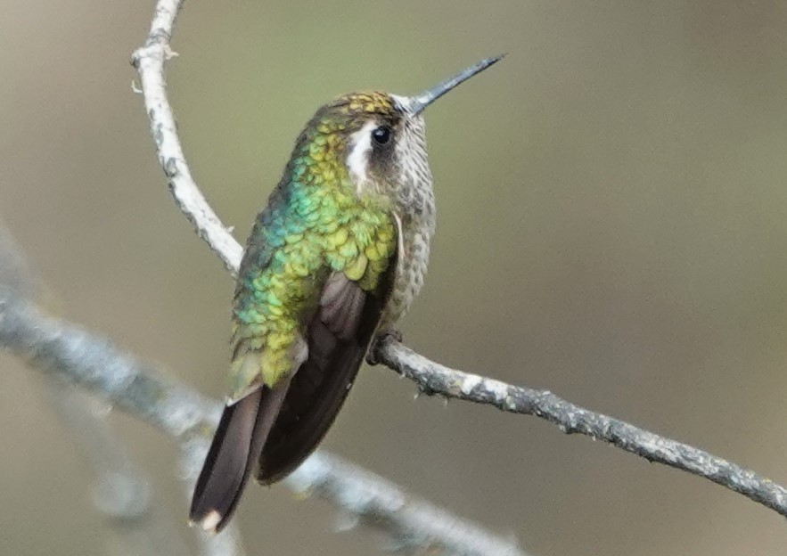 Speckled Hummingbird - ML616809320