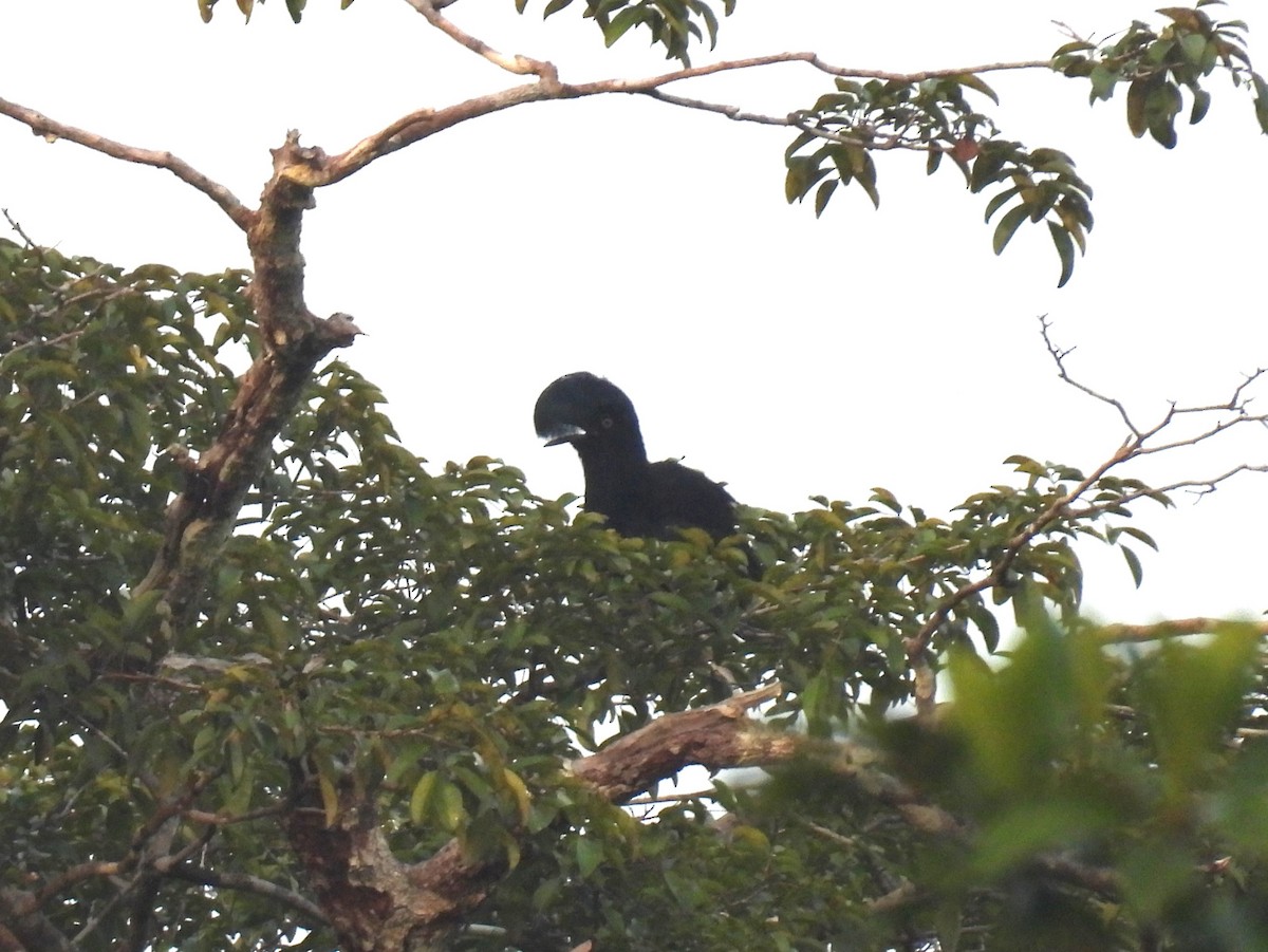 Amazonian Umbrellabird - ML616809406