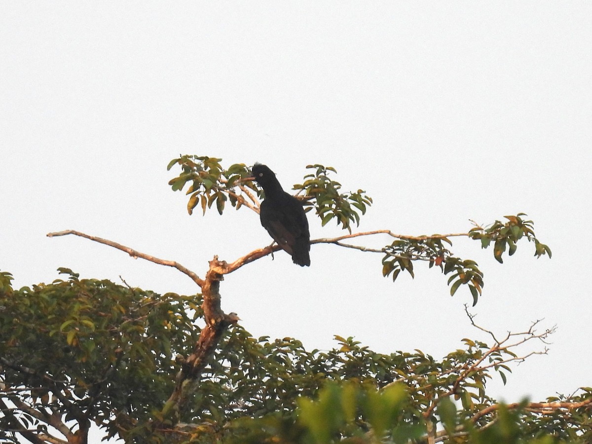 Amazonian Umbrellabird - ML616809441