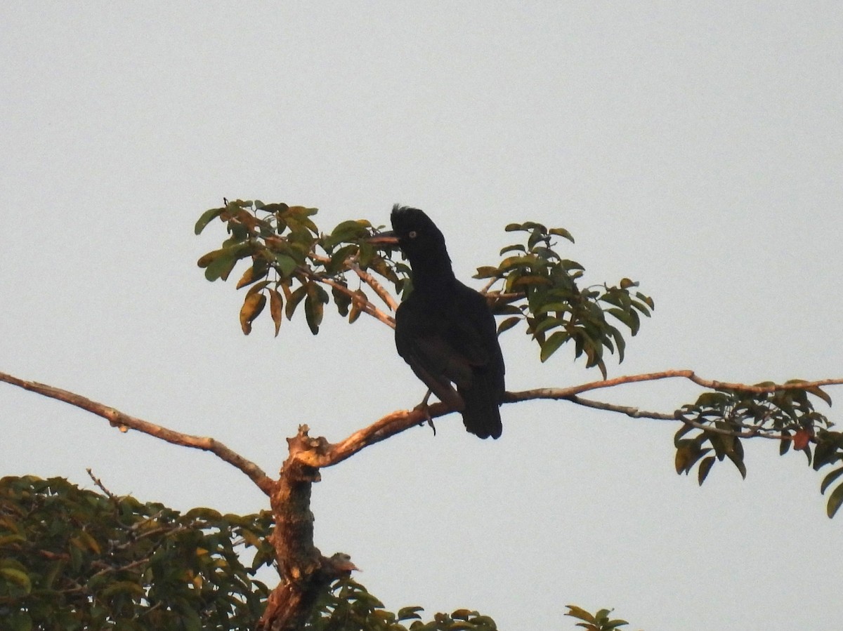 Amazonian Umbrellabird - ML616809442
