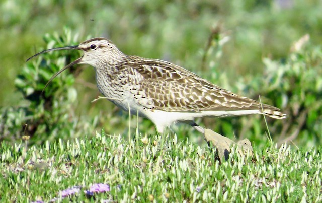 Bristle-thighed Curlew - ML616809490