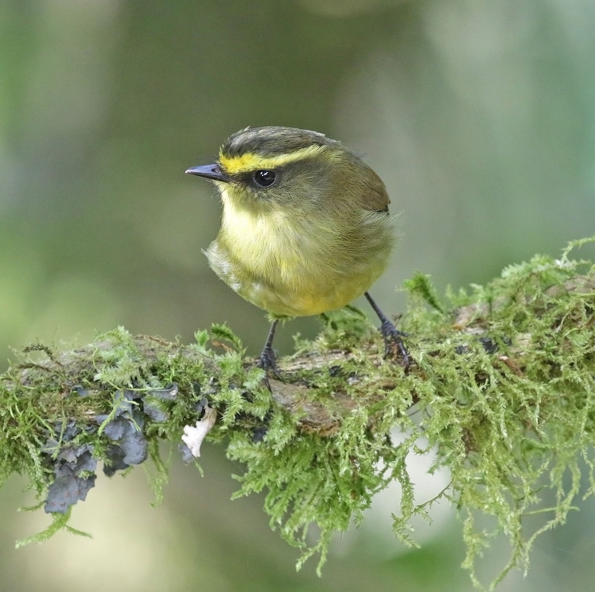 Yellow-bellied Chat-Tyrant - ML616809501