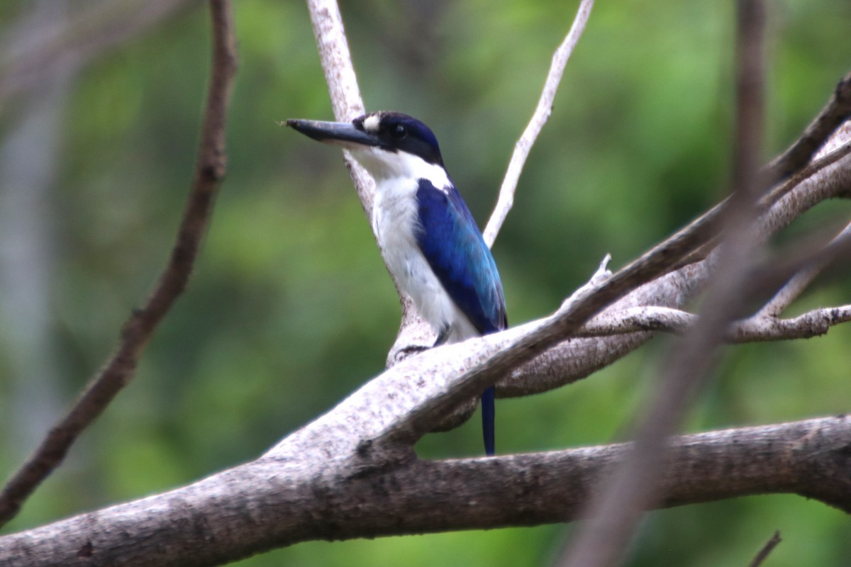 Forest Kingfisher - ML616809579