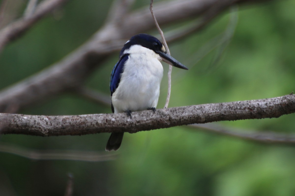 Forest Kingfisher - ML616809581