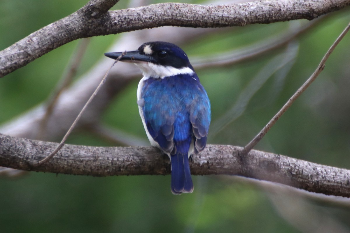 Forest Kingfisher - ML616809582