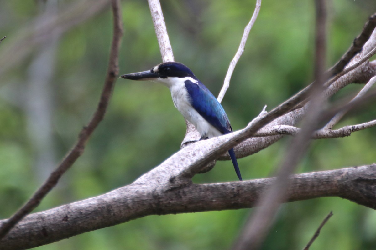 Forest Kingfisher - ML616809583