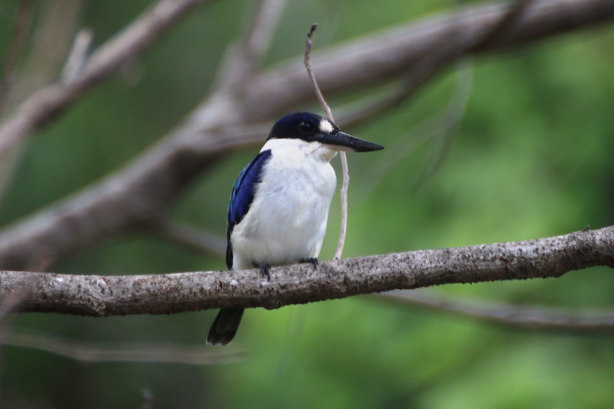 Forest Kingfisher - ML616809584
