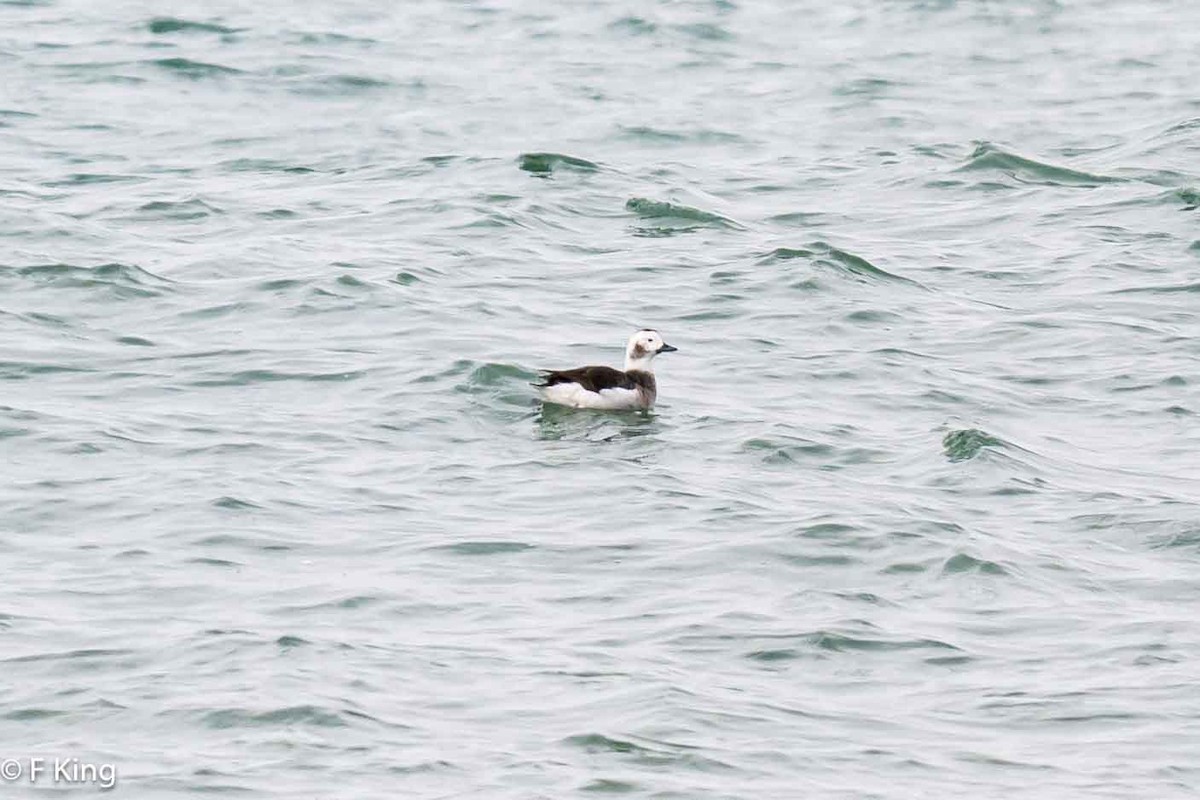 Long-tailed Duck - ML616809628