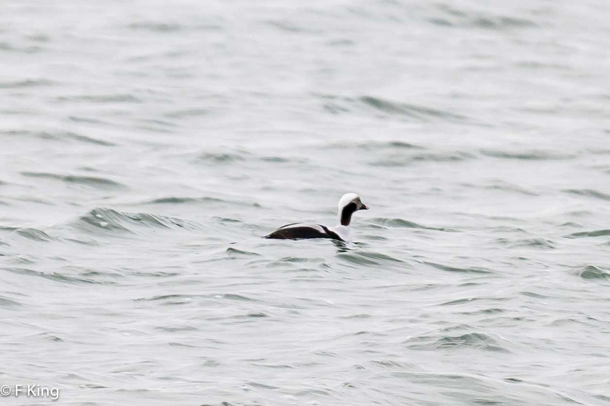 Long-tailed Duck - ML616809629