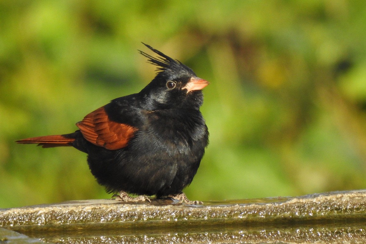 Crested Bunting - ML616809651