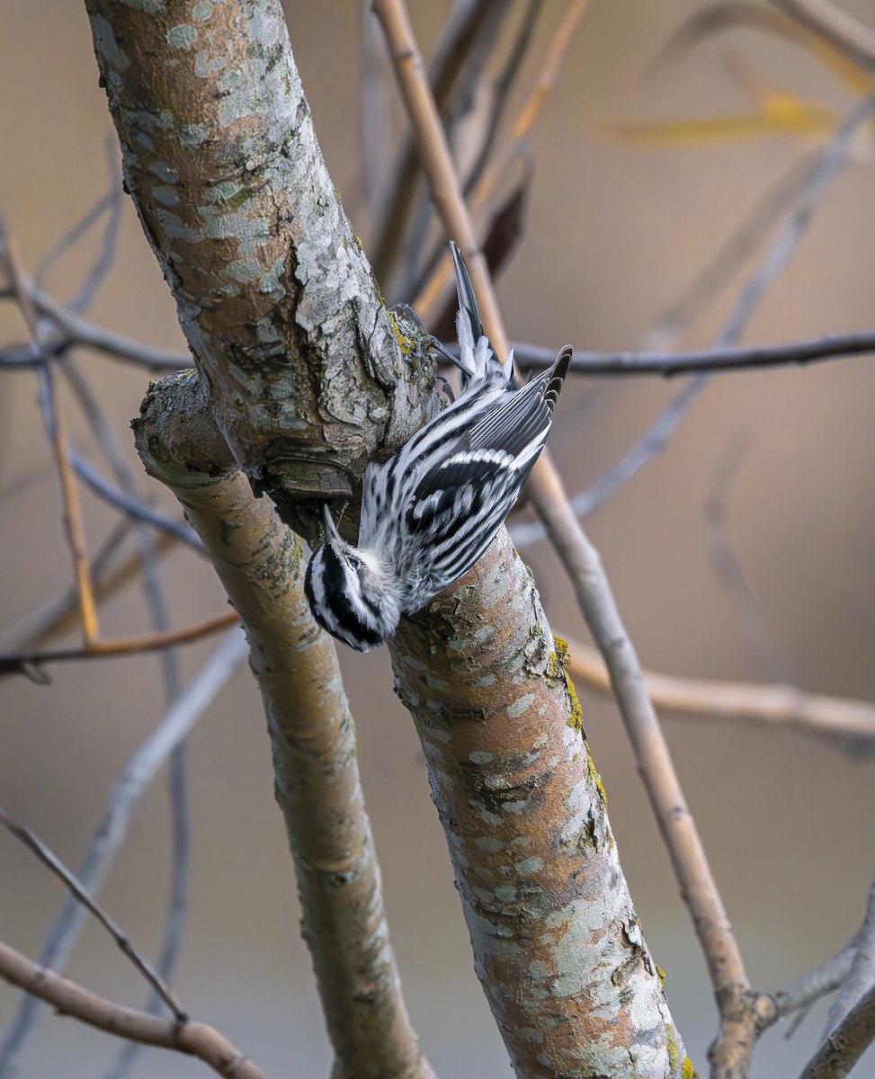 Black-and-white Warbler - ML616809716