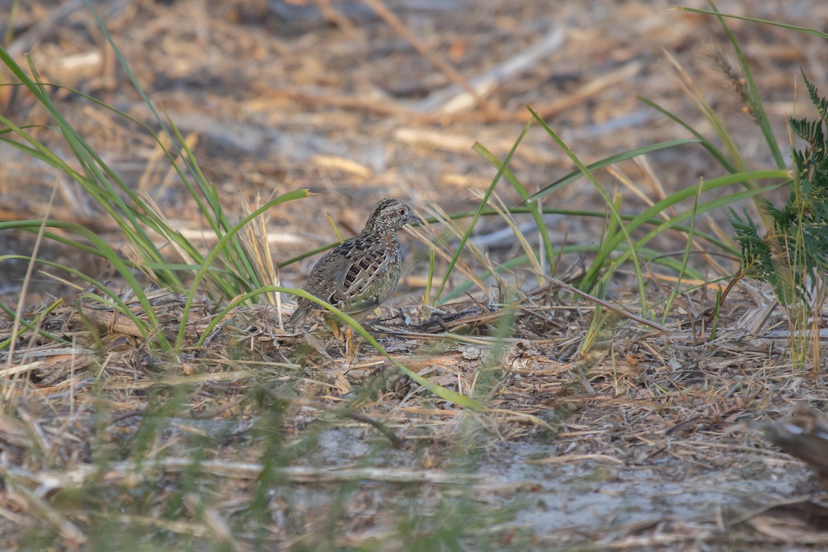 Painted Buttonquail - ML616809876
