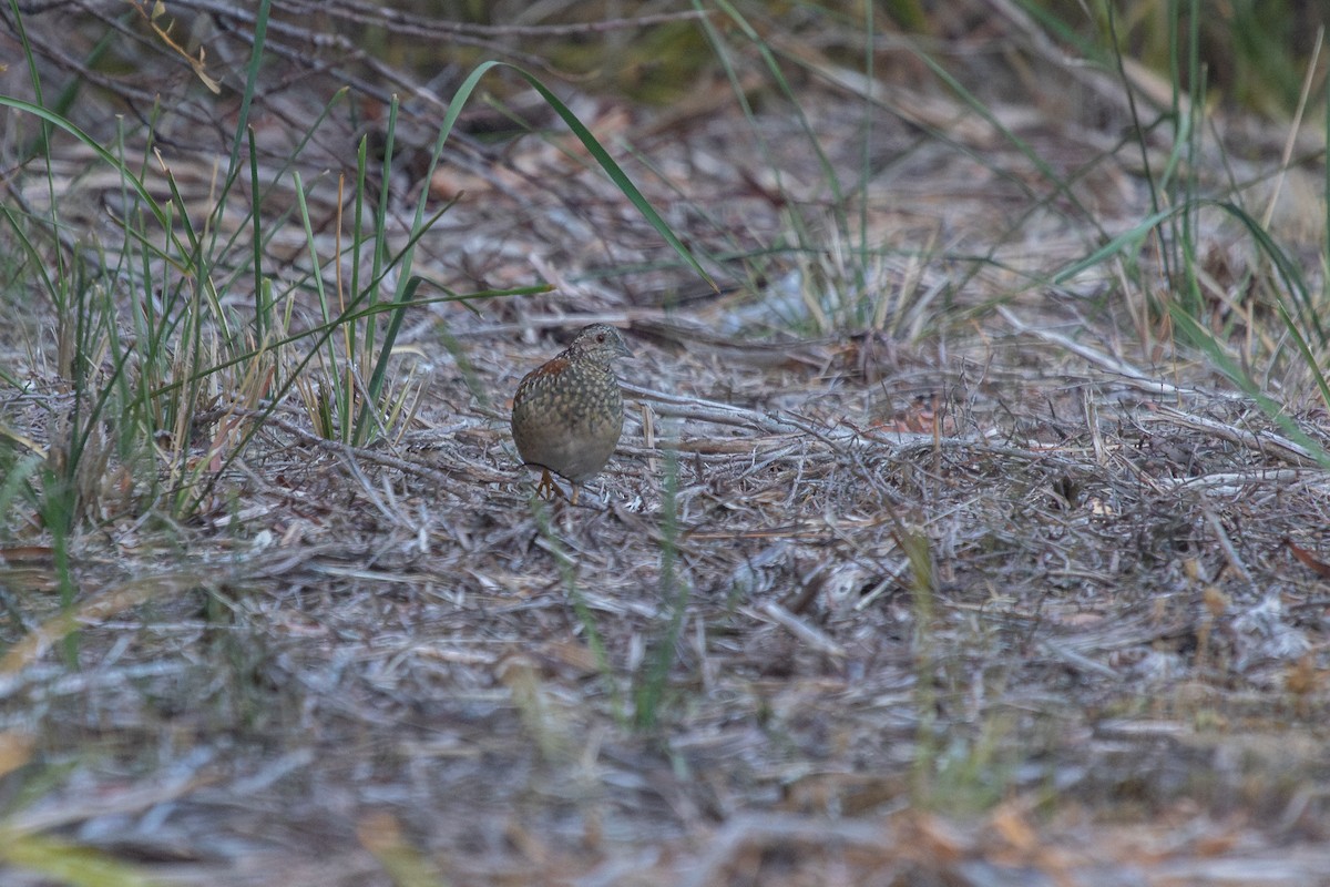 Painted Buttonquail - ML616809877