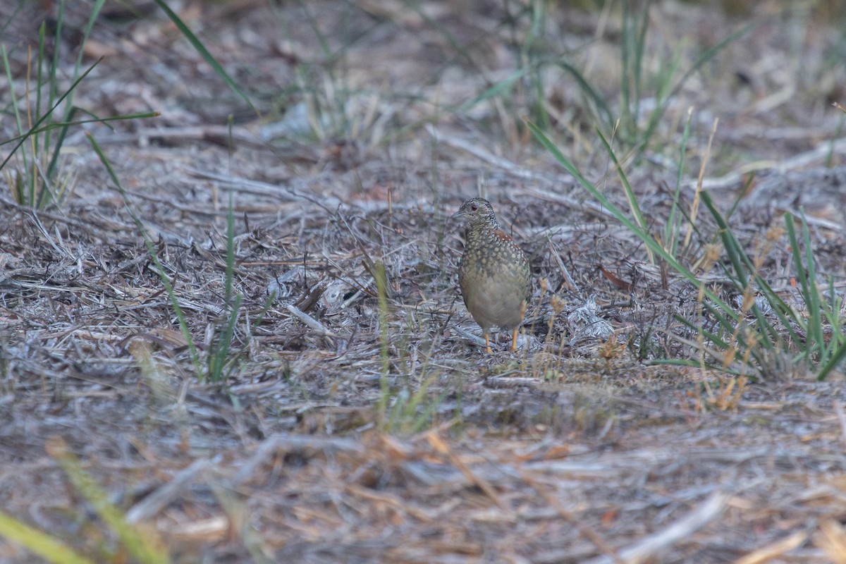 Painted Buttonquail - ML616809878