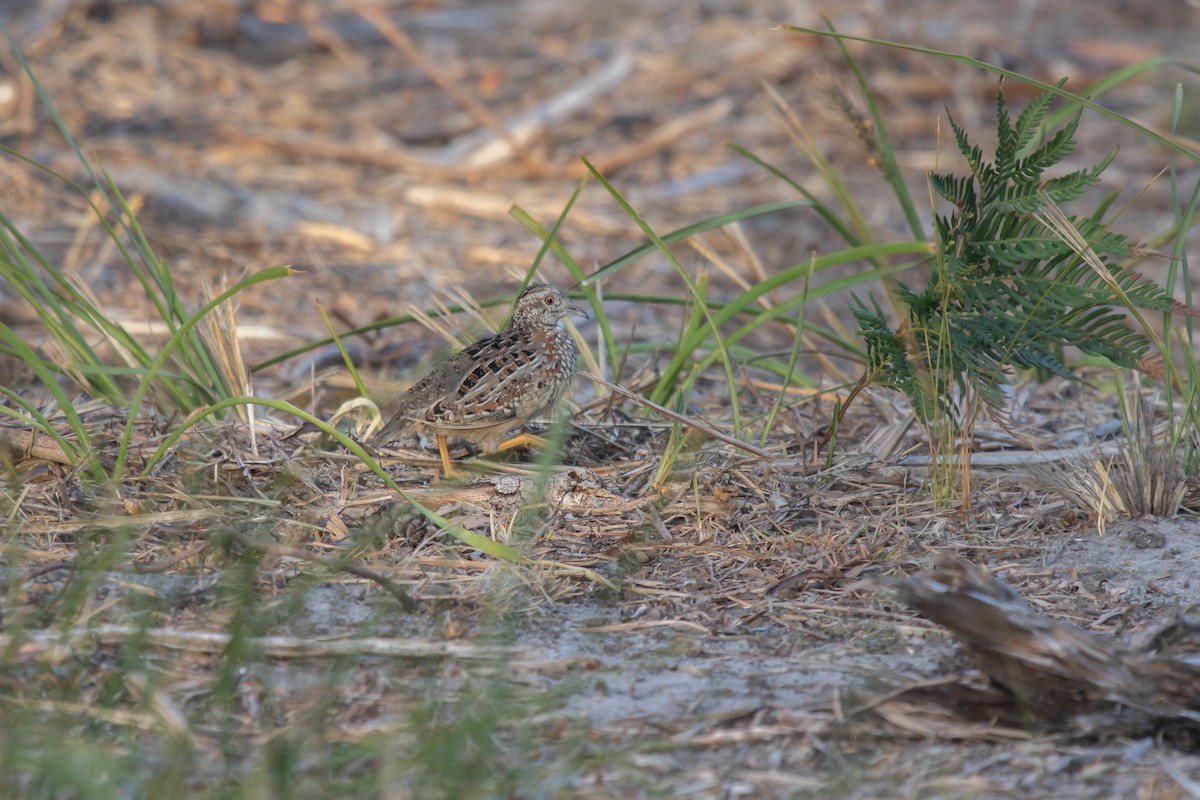 Painted Buttonquail - ML616809879