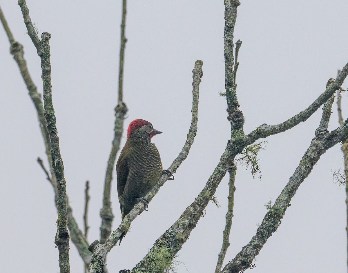 Rufous-winged Woodpecker - Herb Elliott
